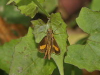 Common Dartlet  - ssp pseudolus - Khao Ramrom