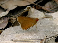 Common Redeye  - Phuket