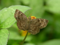 Common Small Flat - ssp dasahara  - Phuket