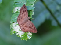 Common Snow Flat - ssp atticus - male  - Khao Luang Krung Ching NP