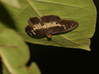 Common White Flat - ssp bhagava  - Khao Luk Chang