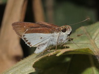 Common Wight - ssp semamora  - Kaeng Krachan NP