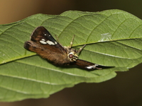 Conjoin-spotted Pied Flat - ssp agni  - Yong Waterfall NP