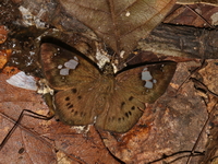Conjoin-spotted Pied Flat - ssp agni  - Kaeng Krachan NP