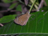 Conjoined Swift - ssp conjunctus  - Phuket