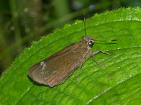 Conjoined Swift - ssp conjunctus  - Phuket
