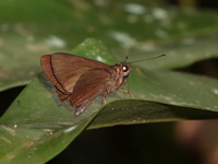 Dubious Bar Flitter - ssp monteithi  - Pa Phru Sirindhorn