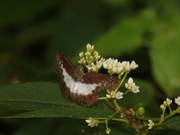 Extensive White Flat - ssp narada  - Doi Phu Kha NP
