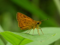 Forest Dart - ssp lydia  - Phuket