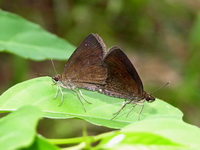 Forest Hopper - ssp jama  - Phuket