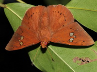 Fulvous Dawnfly - ssp falta - male  - Khao Soi Dao WS