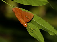 Fulvous Dawnfly - ssp ferrea  - Yong Waterfall NP