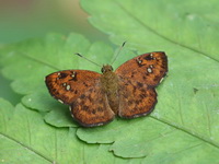 Fulvous Pied Flat - ssp dhyana - female  - Nam Tok Khlong Chang
