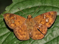 Fulvous Pied Flat - ssp fabia - male  - Khao Ang Rue Nai WS