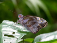 Giant Redeye - ssp thyrsis - female  - Phuket