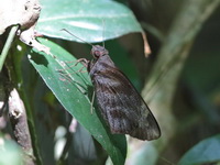 Giant Redeye - ssp thyrsis - female  - Khao Ang Rue Nai WS
