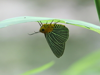 Green-streaked Awlet  - Khao Luk Chang