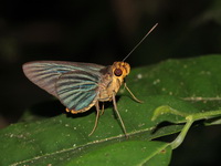 Green-striped Palmer - ssp rudolphii  - Khao Luang NP