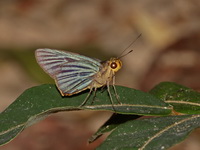 Green-striped Palmer - ssp rudolphii  - Phu Langka NP