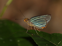 Green-striped Palmer - ssp rudolphii  - Kaeng Krachan NP