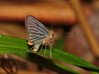 Green-striped Palmer - ssp rudolphii  - Khao Ramrom