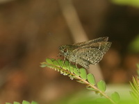 Grey Bush Hopper - ssp creta  - Doi Inthanon NP