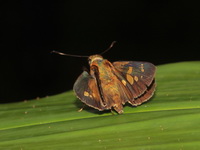 Himalayan Swift - ssp discreta  - Doi Inthanon NP