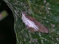 Hoary Palmer - ssp batara - female  - Phuket