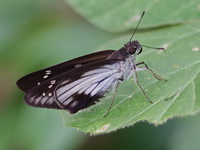 Hoary Palmer - ssp batara - male  - Khao Pra Bang Khram WS