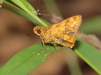 Indian Dart - ssp clio  - Ta Phraya NP