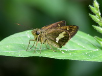 Long-banded Ace - ssp zola - male  - Phuket