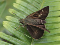 Long-banded Ace - ssp zola - male  - Thong Pha Phum NP