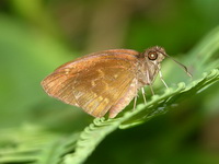 Pale Spotted Coon - ssp fuligo  - Phuket