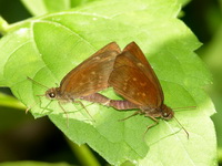 Pale Spotted Coon - ssp fuligo  - Phuket