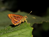 Peninsular Lancer - ssp donatana  - Betong