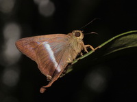 Plain Banded Awl - ssp vitta - male  - Khao Luang NP