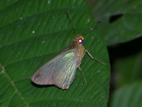 Plain Green Palmer - ssp distanti - female  - Phuket