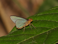 Plain Green Palmer - ssp distanti - female  - Kaeng Krachan NP