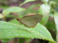 Plain Green Palmer - ssp distanti - male  - Phuket