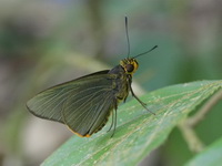 Plain Green Palmer - ssp spenda - male  - Khao Kitchakut NP