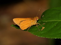 Plain Yellow Lancer - ssp indrasana  - Khlong Naka WS