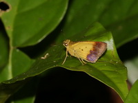 Purple and Gold Flitter - male  - Bang Lang NP