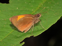 Red Demon - ssp armatus - female  - Khao Luang NP