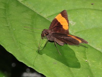 Red Demon - ssp armatus - male  - Khao Luang Krung Ching NP