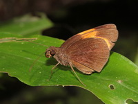 Red Demon - ssp armatus - male  - Khao Luang Krung Ching NP