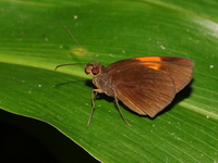 Red Demon - ssp armatus - male  - Betong