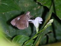 Restricted Demon - ssp corinda  - Phuket