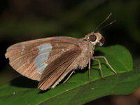 Restricted Demon - ssp corinda  - Krabi