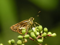 Short-Streaked Lancer - ssp latoia  - Sri Phang Nga NP