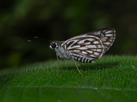 Silver-spot Lancer - female  - Phuket